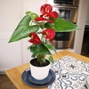image:imageAltman Plants Red Anthurium Live Plant Decor in 4 Inch White Plastic Plant Pot Easy to Grow Desk Plant Easy Plant Gift Decorative Indoor Plant Live Anthuriums Live Plants Grown in Potting Soil Mix6 White Pot