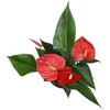 image:imageAltman Plants Red Anthurium Live Plant Decor in 4 Inch White Plastic Plant Pot Easy to Grow Desk Plant Easy Plant Gift Decorative Indoor Plant Live Anthuriums Live Plants Grown in Potting Soil Mix4 White Pot