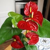 image:imageAltman Plants Red Anthurium Live Plant Decor in 4 Inch White Plastic Plant Pot Easy to Grow Desk Plant Easy Plant Gift Decorative Indoor Plant Live Anthuriums Live Plants Grown in Potting Soil Mix6 White Pot