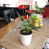 image:imageAltman Plants Red Anthurium Live Plant Decor in 4 Inch White Plastic Plant Pot Easy to Grow Desk Plant Easy Plant Gift Decorative Indoor Plant Live Anthuriums Live Plants Grown in Potting Soil Mix4 White Pot