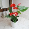image:imageAltman Plants Red Anthurium Live Plant Decor in 4 Inch White Plastic Plant Pot Easy to Grow Desk Plant Easy Plant Gift Decorative Indoor Plant Live Anthuriums Live Plants Grown in Potting Soil Mix4 White Pot