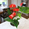 image:imageAltman Plants Red Anthurium Live Plant Decor in 4 Inch White Plastic Plant Pot Easy to Grow Desk Plant Easy Plant Gift Decorative Indoor Plant Live Anthuriums Live Plants Grown in Potting Soil Mix4 White Pot