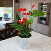 image:imageAltman Plants Red Anthurium Live Plant Decor in 4 Inch White Plastic Plant Pot Easy to Grow Desk Plant Easy Plant Gift Decorative Indoor Plant Live Anthuriums Live Plants Grown in Potting Soil Mix4 White Pot