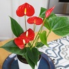 image:imageAltman Plants Red Anthurium Live Plant Decor in 4 Inch White Plastic Plant Pot Easy to Grow Desk Plant Easy Plant Gift Decorative Indoor Plant Live Anthuriums Live Plants Grown in Potting Soil Mix4 White Pot