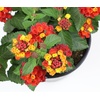image:imageRed Lantana Dallas Red Flowers Garden Annuals for Spring Gardening Live Outdoor Plants Butterfly Bush Attracts Pollinators Drought Tolerant 1Gallon Pot