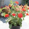 image:imageRed Lantana Dallas Red Flowers Garden Annuals for Spring Gardening Live Outdoor Plants Butterfly Bush Attracts Pollinators Drought Tolerant 1Gallon Pot