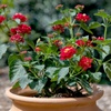 image:imageRed Lantana Dallas Red Flowers Garden Annuals for Spring Gardening Live Outdoor Plants Butterfly Bush Attracts Pollinators Drought Tolerant 1Gallon Pot