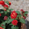 image:imageRed Lantana Dallas Red Flowers Garden Annuals for Spring Gardening Live Outdoor Plants Butterfly Bush Attracts Pollinators Drought Tolerant 1Gallon Pot