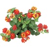 image:imageRed Lantana Dallas Red Flowers Garden Annuals for Spring Gardening Live Outdoor Plants Butterfly Bush Attracts Pollinators Drought Tolerant 1Gallon Pot