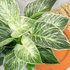 image:imageVariegated Philodendron Birkin Houseplant Powerful Air Purifying Plant Easy to Grow Upright Philodendrons Popular Live Indoor Plants 6 in Grower Pot Unique Houseplants for Beginners