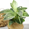 image:imageVariegated Philodendron Birkin Houseplant Powerful Air Purifying Plant Easy to Grow Upright Philodendrons Popular Live Indoor Plants 6 in Grower Pot Unique Houseplants for Beginners