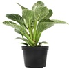 image:imageVariegated Philodendron Birkin Houseplant Powerful Air Purifying Plant Easy to Grow Upright Philodendrons Popular Live Indoor Plants 6 in Grower Pot Unique Houseplants for Beginners