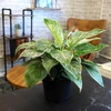image:imageVariegated Philodendron Birkin Houseplant Powerful Air Purifying Plant Easy to Grow Upright Philodendrons Popular Live Indoor Plants 6 in Grower Pot Unique Houseplants for Beginners