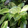 image:imageVariegated Philodendron Birkin Houseplant Powerful Air Purifying Plant Easy to Grow Upright Philodendrons Popular Live Indoor Plants 6 in Grower Pot Unique Houseplants for Beginners