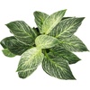 image:imageVariegated Philodendron Birkin Houseplant Powerful Air Purifying Plant Easy to Grow Upright Philodendrons Popular Live Indoor Plants 6 in Grower Pot Unique Houseplants for Beginners