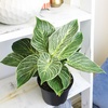 image:imageVariegated Philodendron Birkin Houseplant Powerful Air Purifying Plant Easy to Grow Upright Philodendrons Popular Live Indoor Plants 6 in Grower Pot Unique Houseplants for Beginners