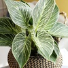 image:imageVariegated Philodendron Birkin Houseplant Powerful Air Purifying Plant Easy to Grow Upright Philodendrons Popular Live Indoor Plants 6 in Grower Pot Unique Houseplants for Beginners