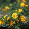 image:imageYellow Lantana New Gold Flowers Garden Annuals for Spring Gardening Live Outdoor Plants Butterfly Bush Attracts Pollinators Drought Tolerant 1Gallon Pot