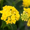 image:imageYellow Lantana New Gold Flowers Garden Annuals for Spring Gardening Live Outdoor Plants Butterfly Bush Attracts Pollinators Drought Tolerant 1Gallon Pot