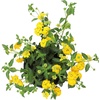 image:imageYellow Lantana New Gold Flowers Garden Annuals for Spring Gardening Live Outdoor Plants Butterfly Bush Attracts Pollinators Drought Tolerant 1Gallon Pot