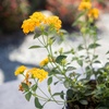 image:imageYellow Lantana New Gold Flowers Garden Annuals for Spring Gardening Live Outdoor Plants Butterfly Bush Attracts Pollinators Drought Tolerant 1Gallon Pot