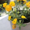 image:imageYellow Lantana New Gold Flowers Garden Annuals for Spring Gardening Live Outdoor Plants Butterfly Bush Attracts Pollinators Drought Tolerant 1Gallon Pot
