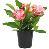 image:imageAltman Plants Crown of Thorns Plant Euphorbia milii in 425 Pot Easy Plant Care House Plant amp Live Succulent Year Round Indoor Flowering Plants with Indoor Plant amp Live Cactus Soil Potting Mix