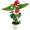 image:imageAltman Plants Red Anthurium Live Plant Decor in 4 Inch White Plastic Plant Pot Easy to Grow Desk Plant Easy Plant Gift Decorative Indoor Plant Live Anthuriums Live Plants Grown in Potting Soil Mix6 White Pot
