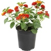 image:imageRed Lantana Dallas Red Flowers Garden Annuals for Spring Gardening Live Outdoor Plants Butterfly Bush Attracts Pollinators Drought Tolerant 1Gallon Pot