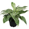 image:imageVariegated Philodendron Birkin Houseplant Powerful Air Purifying Plant Easy to Grow Upright Philodendrons Popular Live Indoor Plants 6 in Grower Pot Unique Houseplants for Beginners