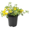 image:imageYellow Lantana New Gold Flowers Garden Annuals for Spring Gardening Live Outdoor Plants Butterfly Bush Attracts Pollinators Drought Tolerant 1Gallon Pot