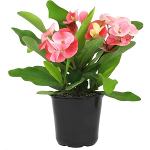 image:imageAltman Plants Crown of Thorns Plant Euphorbia milii in 425 Pot Easy Plant Care House Plant amp Live Succulent Year Round Indoor Flowering Plants with Indoor Plant amp Live Cactus Soil Potting Mix