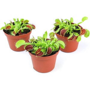 image:imageAltman Plants Live Venus Fly Traps Carnivorous Plants 3PK Live Plants amp Indoor Plants for Kids Live Venus Fly Trap Plant Terrarium Plant Trio in Adult Venus Fly Trap Soil amp Carnivorous Plant Soil