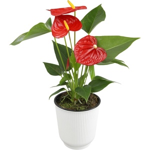 image:imageAltman Plants Red Anthurium Live Plant Decor in 4 Inch White Plastic Plant Pot Easy to Grow Desk Plant Easy Plant Gift Decorative Indoor Plant Live Anthuriums Live Plants Grown in Potting Soil Mix4 White Pot