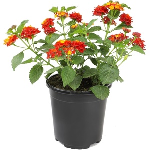 image:imageRed Lantana Dallas Red Flowers Garden Annuals for Spring Gardening Live Outdoor Plants Butterfly Bush Attracts Pollinators Drought Tolerant 1Gallon Pot