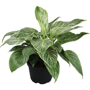 image:imageVariegated Philodendron Birkin Houseplant Powerful Air Purifying Plant Easy to Grow Upright Philodendrons Popular Live Indoor Plants 6 in Grower Pot Unique Houseplants for Beginners