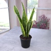 image:imageAltman Plants Live Snake Plant Laurentii Approx 30 Tall Virtually Indestructible Easy Succulent Houseplant 4 in Pot
