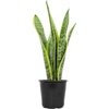 image:imageAltman Plants Live Snake Plant Laurentii Approx 30 Tall Virtually Indestructible Easy Succulent Houseplant 4 in Pot