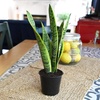 image:imageAltman Plants Live Snake Plant Laurentii Approx 30 Tall Virtually Indestructible Easy Succulent Houseplant 4 in Pot