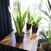 image:imageAltman Plants Live Snake Plant Laurentii Approx 30 Tall Virtually Indestructible Easy Succulent Houseplant 4 in Pot