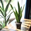 image:imageAltman Plants Live Snake Plant Laurentii Approx 30 Tall Virtually Indestructible Easy Succulent Houseplant 4 in Pot