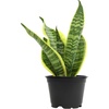 image:imageAltman Plants Sansevieria Superba Snake Plants 12 in Tall Easy Plant Air Purifying Plant amp Desk Plant Decor Variegated Snake Plant Live Snake Plant Live Plants Indoor Plants amp Houseplants