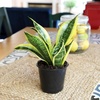 image:imageAltman Plants Sansevieria Superba Snake Plants 12 in Tall Easy Plant Air Purifying Plant amp Desk Plant Decor Variegated Snake Plant Live Snake Plant Live Plants Indoor Plants amp Houseplants