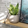image:imageAltman Plants Sansevieria Superba Snake Plants 12 in Tall Easy Plant Air Purifying Plant amp Desk Plant Decor Variegated Snake Plant Live Snake Plant Live Plants Indoor Plants amp Houseplants