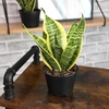 image:imageAltman Plants Sansevieria Superba Snake Plants 12 in Tall Easy Plant Air Purifying Plant amp Desk Plant Decor Variegated Snake Plant Live Snake Plant Live Plants Indoor Plants amp Houseplants