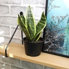 image:imageAltman Plants Sansevieria Superba Snake Plants 12 in Tall Easy Plant Air Purifying Plant amp Desk Plant Decor Variegated Snake Plant Live Snake Plant Live Plants Indoor Plants amp Houseplants