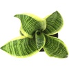 image:imageAltman Plants Sansevieria Superba Snake Plants 12 in Tall Easy Plant Air Purifying Plant amp Desk Plant Decor Variegated Snake Plant Live Snake Plant Live Plants Indoor Plants amp Houseplants