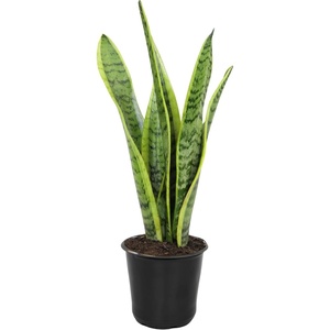 image:imageAltman Plants Live Snake Plant Laurentii Approx 30 Tall Virtually Indestructible Easy Succulent Houseplant 4 in Pot
