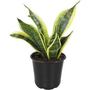 image:imageAltman Plants Sansevieria Superba Snake Plants 12 in Tall Easy Plant Air Purifying Plant amp Desk Plant Decor Variegated Snake Plant Live Snake Plant Live Plants Indoor Plants amp Houseplants