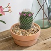 image:imageAltman Plants Assorted Cactus Plants Live Plants 6PK Cactus Plant Live Succulents Plants Live Cactus Decor Indoor Plants Live House Plants in Cactus Soil Live Cacti Plants Live Succulent Plants